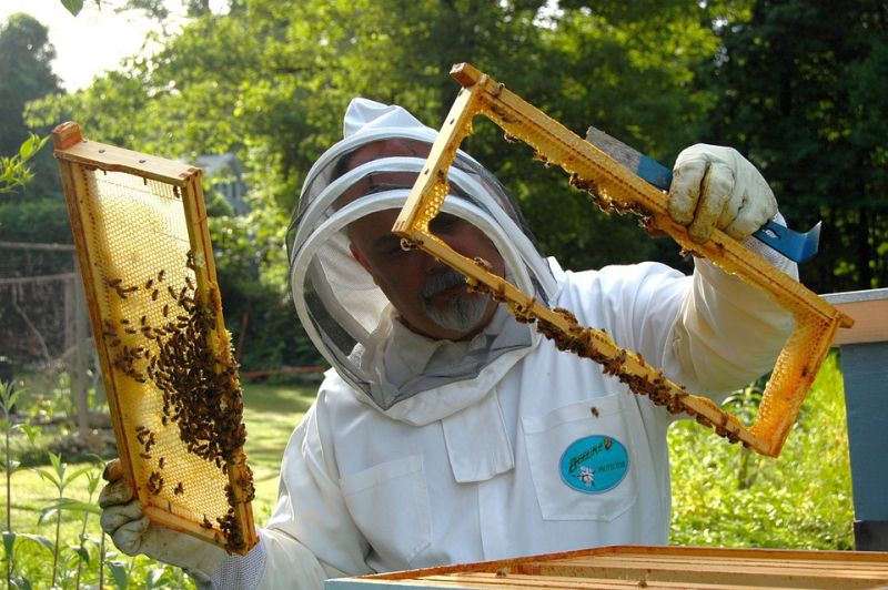 Жителей Бурятии научат пчеловодству