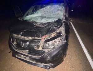 Женщина и ребенок пострадали в ДТП с лошадью в Бурятии