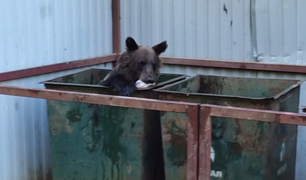 В Бурятии любопытный медведь захватил мусорные баки в заповеднике