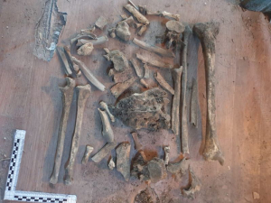 В Улан-Удэ при ремонте квартиры жильцы нашли кости