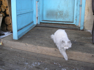 В Улан-Удэ пройдет акция по льготной стерилизации кошек