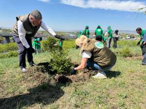 В Улан-Удэ высадили 400 саженцев абрикоса, кизильника и спиреи
