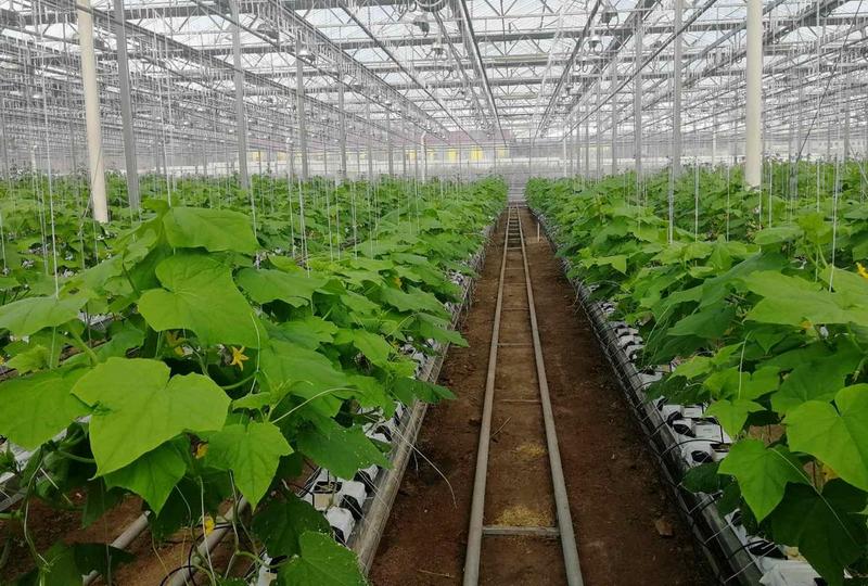 В Улан-Удэ поступили в продажу огурцы из теплицы «Дары Тугнуя» В Улан-Удэ поступили в продажу огурцы из теплицы «Дары Тугнуя»