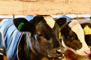 В Бурятии СПК «Баян» расшил действующую молочно-товарную ферму на  200 голов 