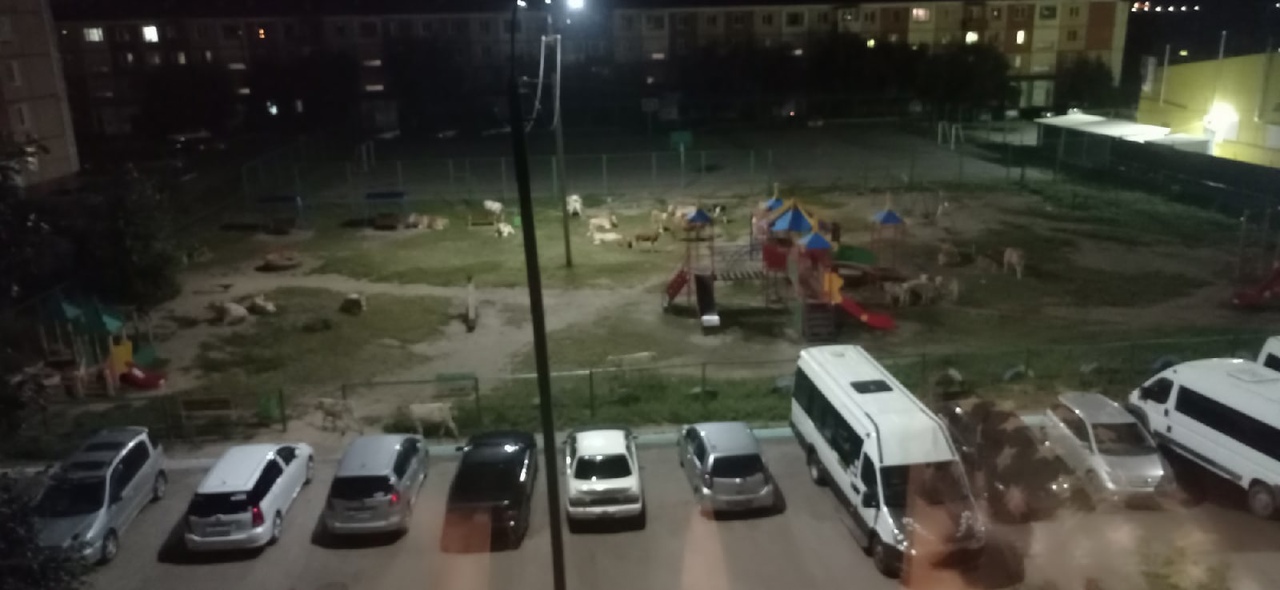 В Улан-Удэ стадо коров оккупировало детскую площадку В Улан-Удэ стадо коров оккупировало детскую площадку