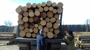 В Бурятии в Новом Уояне пункты отгрузки древесины не вели ее учет