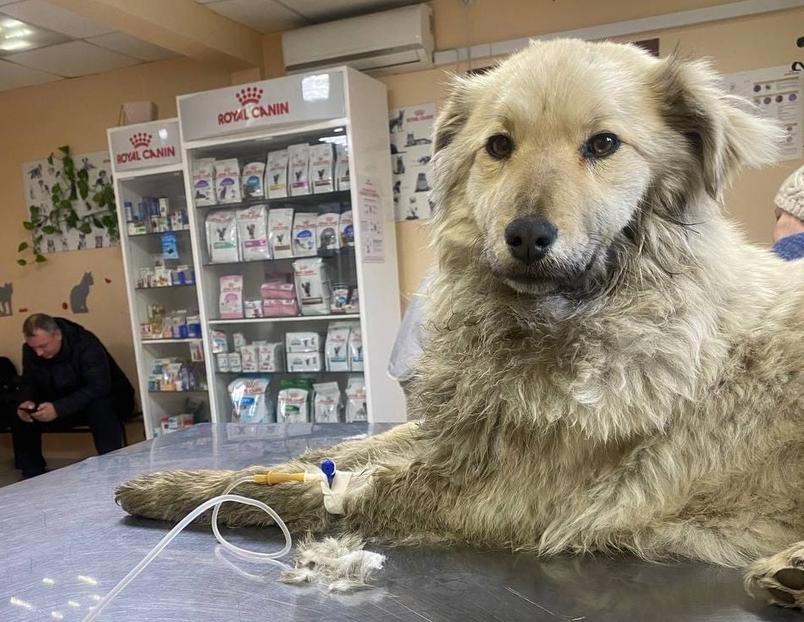 В Улан-Удэ житель едва не заморил голодом своего щенка на цепи