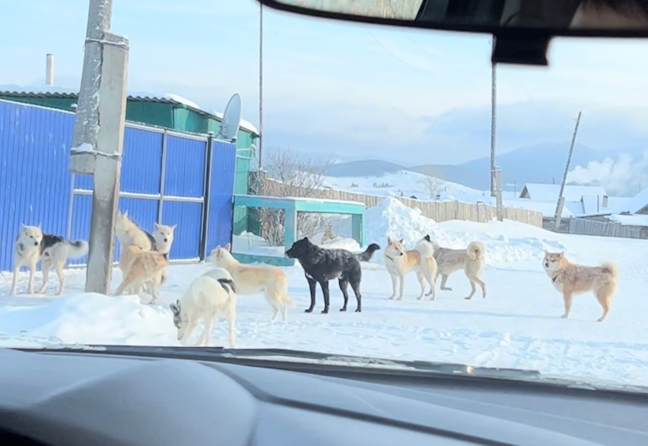 В районе Бурятии жители пожаловались на своих же собак на самовыгуле