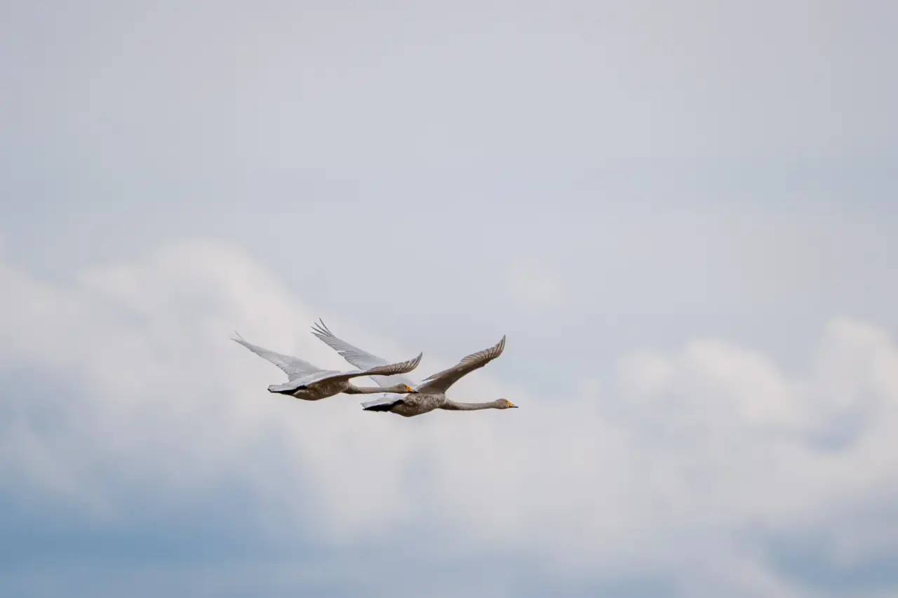 � ������� ������� ������������ ���������� �����