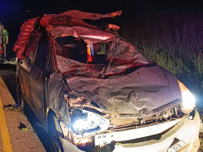 В Бурятии мертвая лошадь залетела на крышу авто после ДТП В Бурятии мертвая лошадь залетела на крышу авто после ДТП