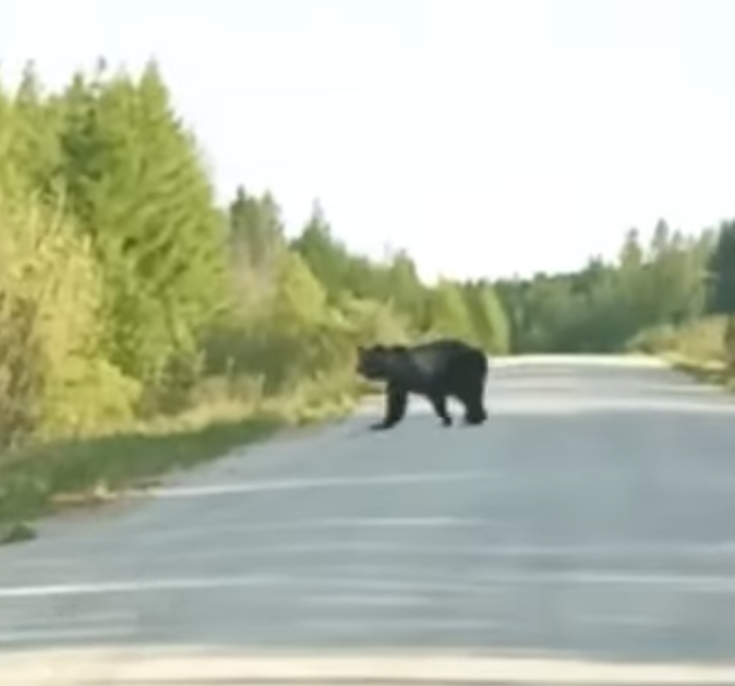 В районе Бурятии вновь встретили медведя
