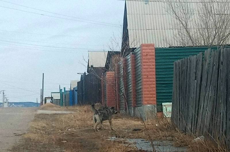 В Улан-Удэ домашние собаки на самовыгуле продолжают нападать на людей В Улан-Удэ домашние собаки на самовыгуле продолжают нападать на людей