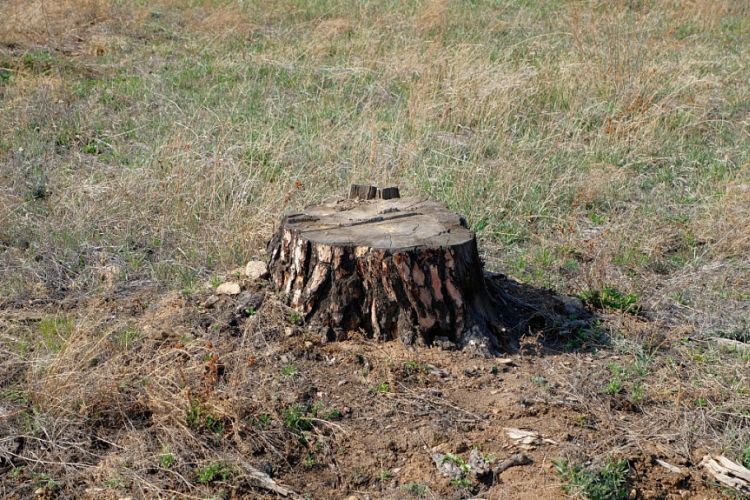 В Улан-Удэ срубили все деревья парке Железнодорожников В Улан-Удэ срубили все деревья парке Железнодорожников