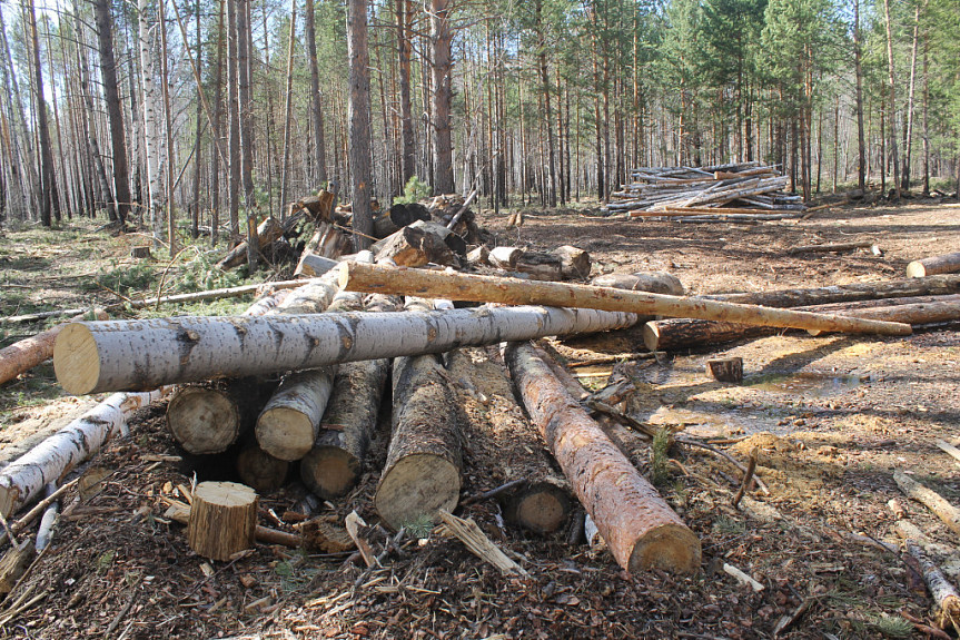 В Бурятии «черный лесоруб» уничтожил более 600 деревьев