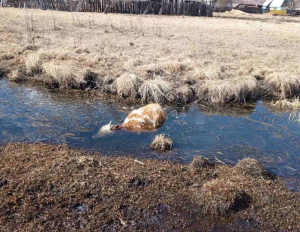 В Бурятии ищут владельцев утонувшей коровы