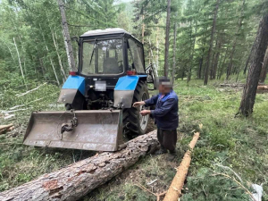 В Бурятии дерево убило лесоруба