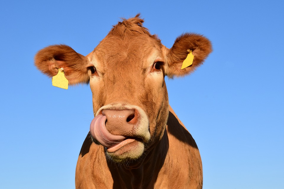 В Гусиноозерске коровы поедают газон в недавно благоустроенном сквере