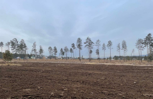 В Улан-Удэ птицефабрика очистила лес от куриного помета