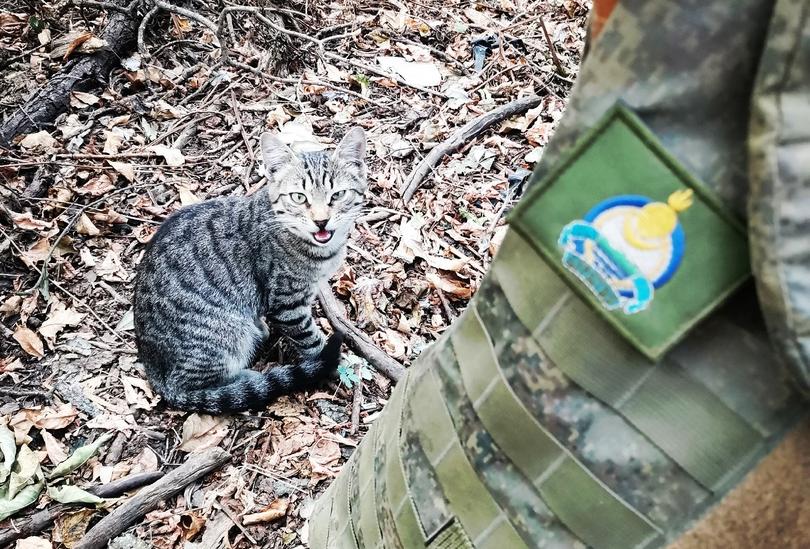 Военные из Бурятии на СВО приютили котенка