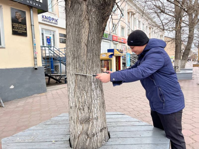 В Улан-Удэ на Арбате спилят больные тополя В Улан-Удэ на Арбате спилят больные тополя