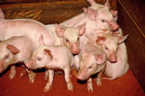 Свинокомплекс в Бурятии отказался от 120 миллионов ради «грязной» котельной