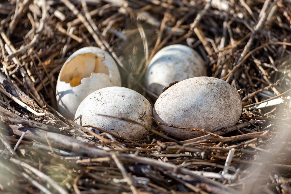 Депутат Хурала Бурятии предложил отбирать у бакланов яйца