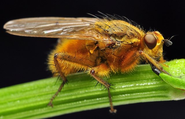 Опасная для человека муха-горбатка обнаружена в импортных фруктах 
