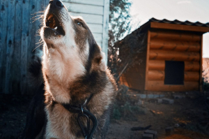 В районе Бурятии хозяйская собака сорвалась с цепи и искусала второклассницу