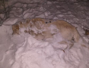 Жителей Улан-Удэ шокировали трупы убитых собак