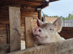 Ветеринары Бурятии проводят вакцинацию свиней против классической чумы