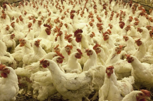 Проект строительства крупной птицефабрики в Бурятии оказался под вопросом 