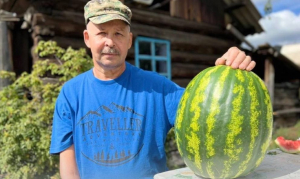 В Бурятии вырастили достойных конкурентов оронгойским арбузам