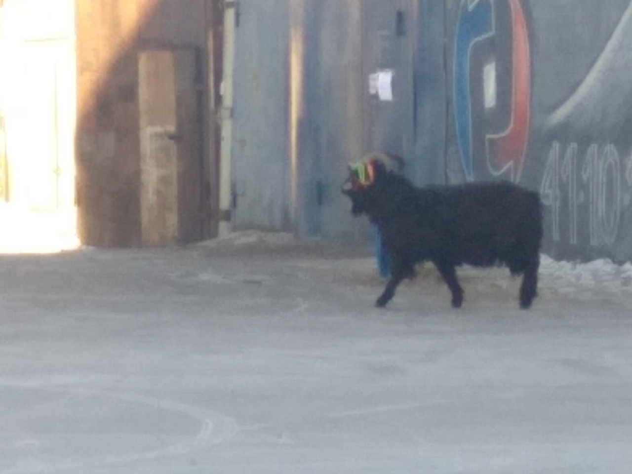 Фото дня: жителей Улан-Удэ испугал ритуальный козел, который бродит по улице