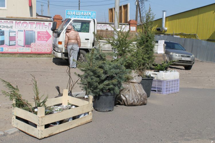 Улан-Удэ открывает питомник для выращивания саженцев Улан-Удэ открывает питомник для выращивания саженцев