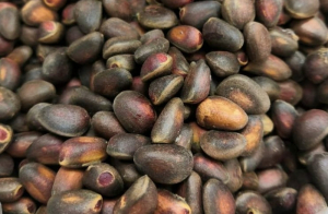 Жители Бурятии смогут заготавливать орехи с 1 сентября