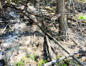 В Бурятии из-за сухой грозы возникли три лесных пожара
