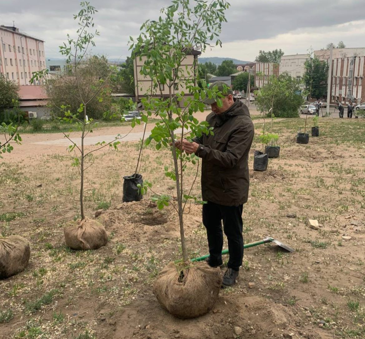 Депутат в Улан-Удэ посадил в центре 15 ясеней