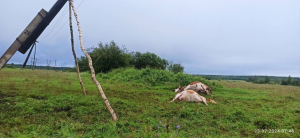 В Бурятии коровы погибли от удара током
