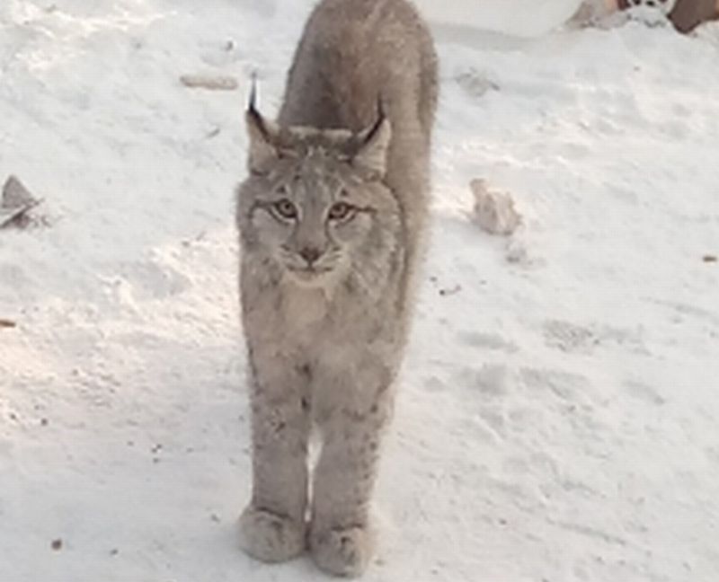 Врачи семашко улан-удэ. Лаборатория семашко улан удэ. Республиканская больница бак лаборатория. Лаборатория семашко улан удэ. Территория республиканской больницы улан-удэ.