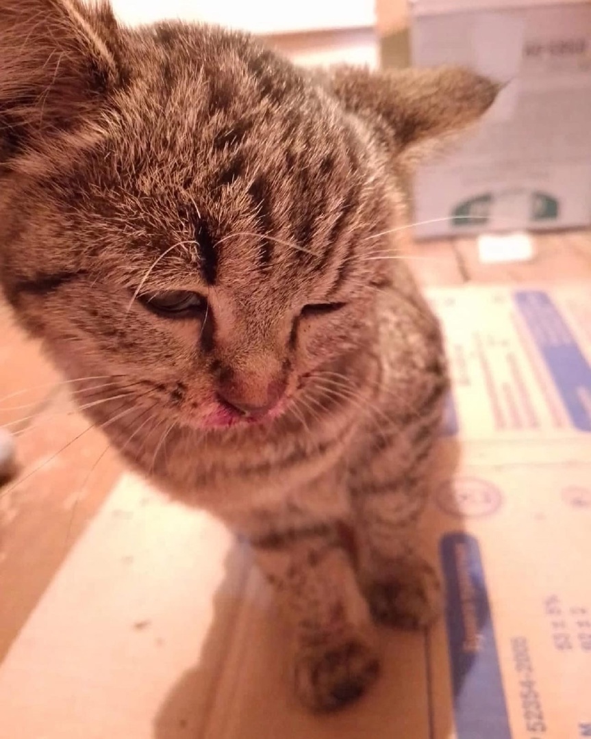 В Улан-Удэ кошка, которую закидали камнями, снова может видеть