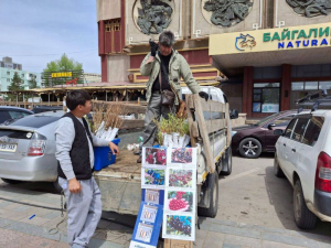 Саженцы из Бурятии на выставке в Монголии раскупили за час