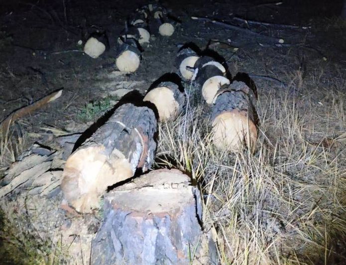 В Улан-Удэ задержали наглого лесоруба В Улан-Удэ задержали наглого лесоруба