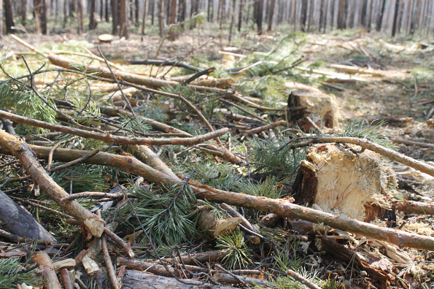 В Бурятии бизнесмен "выкосил" лес на 4,5 миллиона рублей