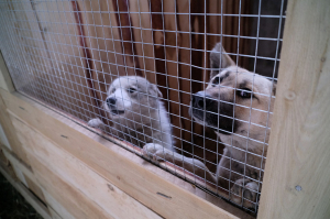 В Улан-Удэ содержащихся в приюте собак хотят раздать горожанам