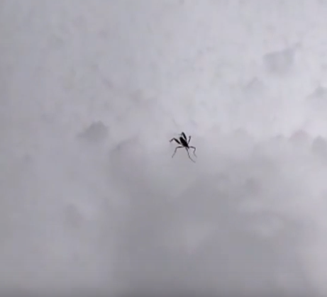 Жителей Бурятии напугали неизвестные насекомые, ползающие по снегу