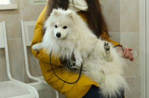 В Улан-Удэ станция по борьбе с болезнями животных работает без выходных