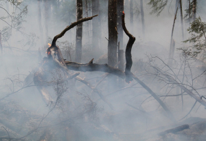 В Бурятии за сутки возникло пять лесных пожаров
