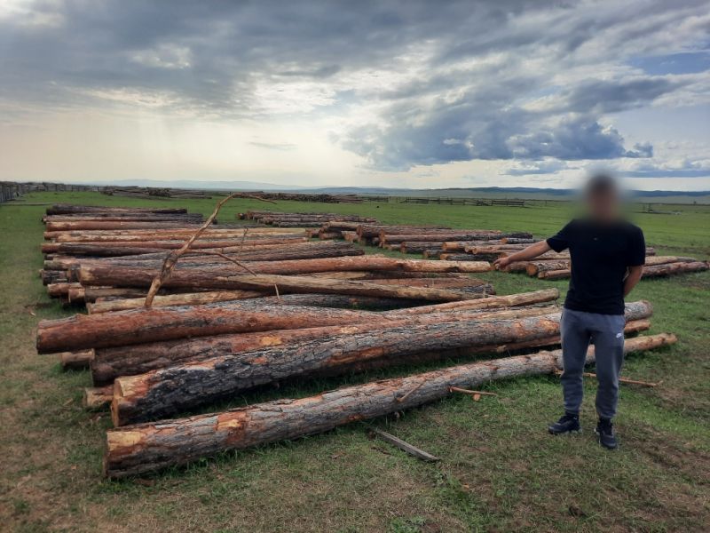 В Бурятии директор пилорамы скупал древесину у «черных лесорубов» В Бурятии директор пилорамы скупал древесину у «черных лесорубов»