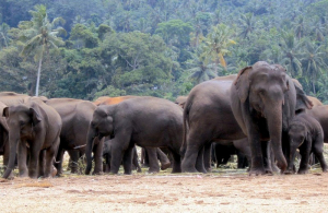 В КНР стадо кочующих слонов приблизилось мегаполису на юго-западе Китая