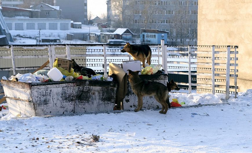 Стоимость отлова собак в Улан-Удэ могла быть завышена в два раза